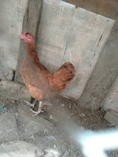 golden misri chickens for sale 0