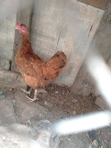 golden misri chickens for sale 1