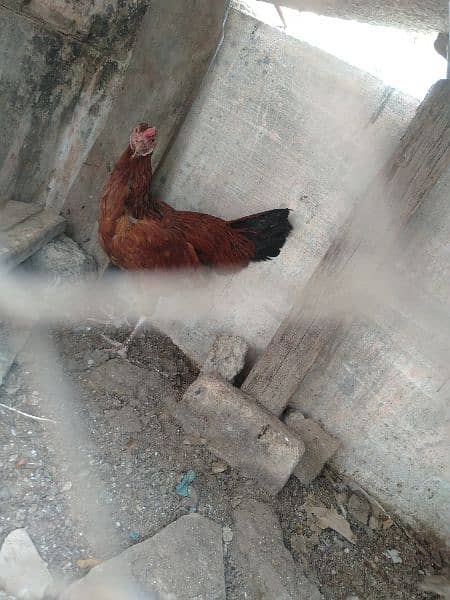 golden misri chickens for sale 3