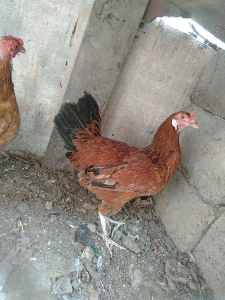 golden misri chickens for sale 4