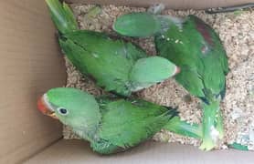 Indian Alexandrine Raw Chicks 03335544828