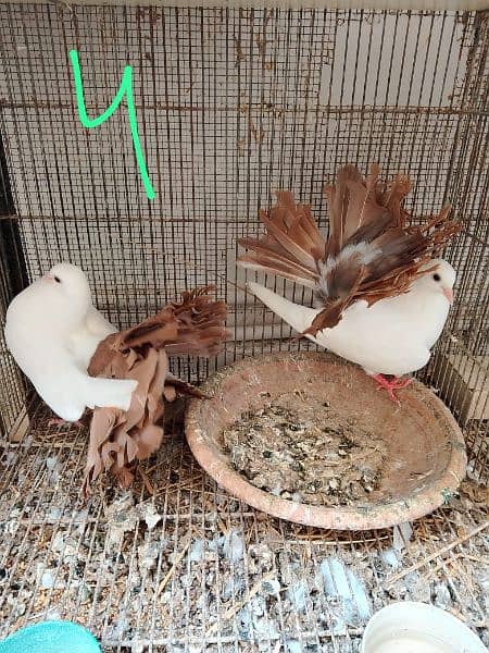 red tail laka , black tail Lakka breeder pairs 7