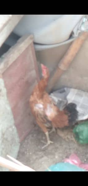 golden misri chickens for sale 5