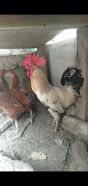 golden misri chickens for sale 6