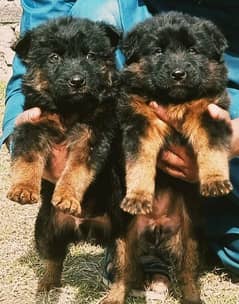 German Shepherd Dog | German Shepherd Puppies | Double Coat Dog