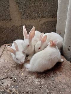 white red eye Rabbits khargosh bunnies