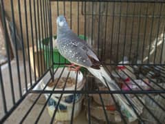 Blue pied to Daimond pied dove pair