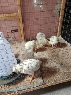 1 month Shamo White chiks