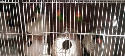 Urgent sale bajri and fisher complete cage 7star