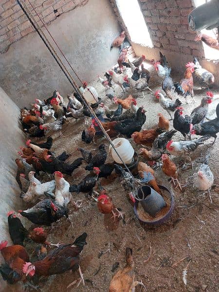 Golden misri / Hen / گولڈن مصری  / Murgiyan / Egg laying /   مرغیاں / 0