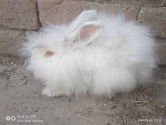 angoora rabbits beautifull for sale