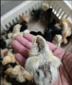 Golden Misri | RIR Chicks | Australorp chicks