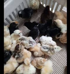 Golden Misri | RIR Chicks | Australorp chicks