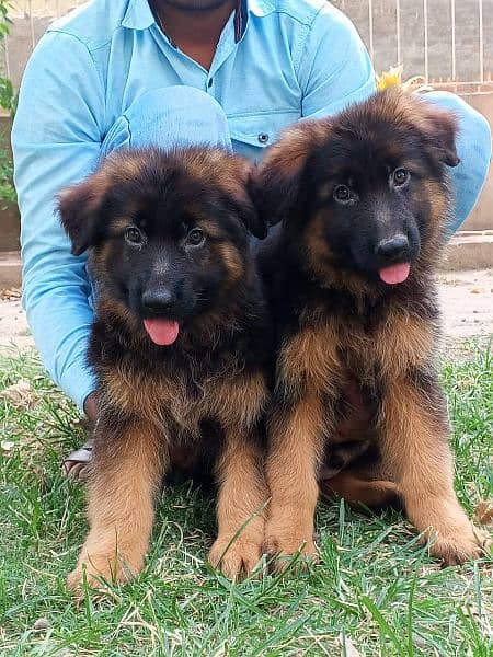 two German shepherd 0