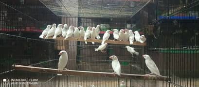 white java chicks for sell