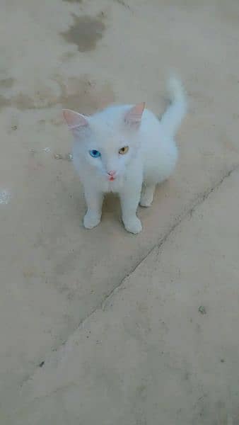 femail cat dubbel eyes green and orange 0