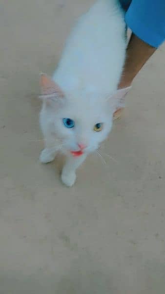 femail cat dubbel eyes green and orange 2