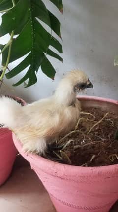 white silkie check