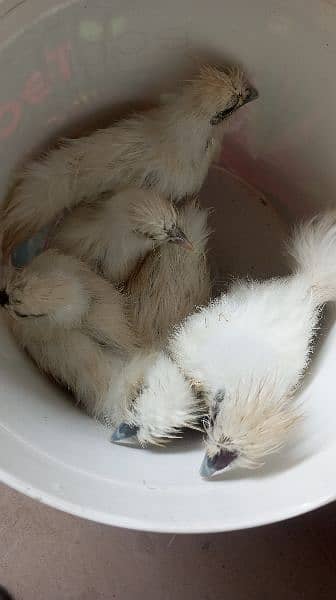 white silkie check 4