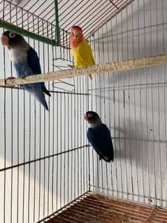 lovebird bluefisher/peach face