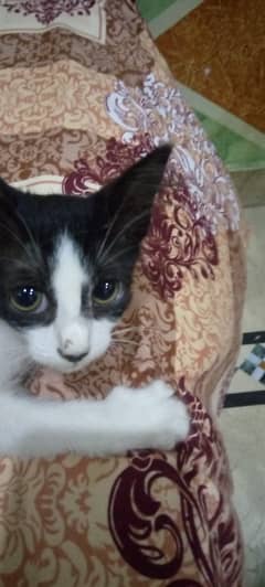 FREE CAT | FREE KITTENS Adorable Kitten | Semi Persian Kitten | 2 Cot