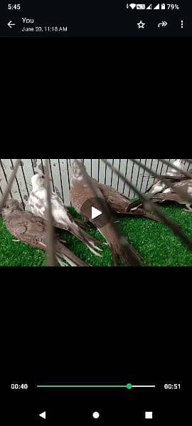 Diamond pied doves for sale 0