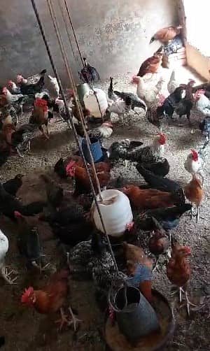 Golden misri / Hen / گولڈن مصری  / Murgiyan / Egg laying /   مرغیاں / 8