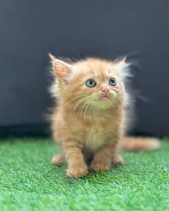 Male Persian Kittens