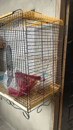 RAW PAHARI CAGE AWESOME CONDITION