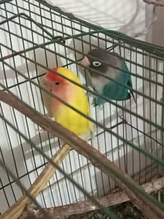 love bird for sale