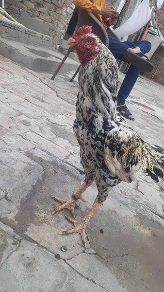 Aseel Mianwali breeder for sale 0