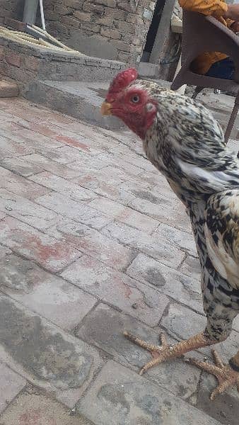 Aseel Mianwali breeder for sale 1