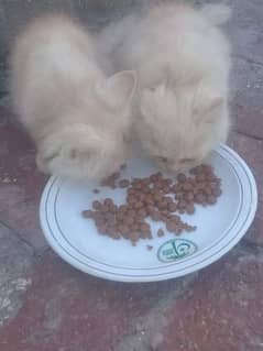 3mnth male Persian kitten are available