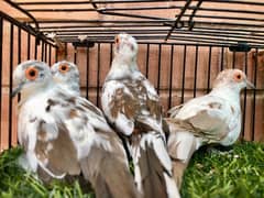 Diamond pied and red pied wash quality breader male/ pathe available