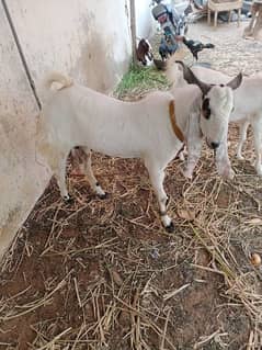 Beautiful Goat Pair do daant