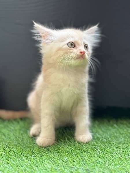 Male Persian Kittens 3