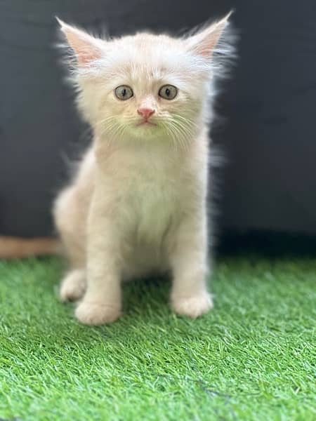 Male Persian Kittens 4