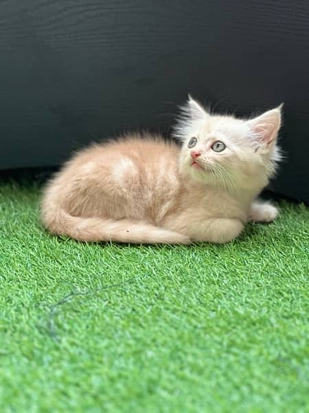 Male Persian Kittens 5