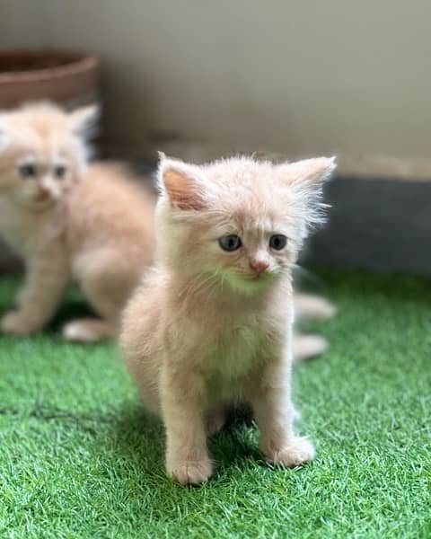 Male Persian Kittens 6