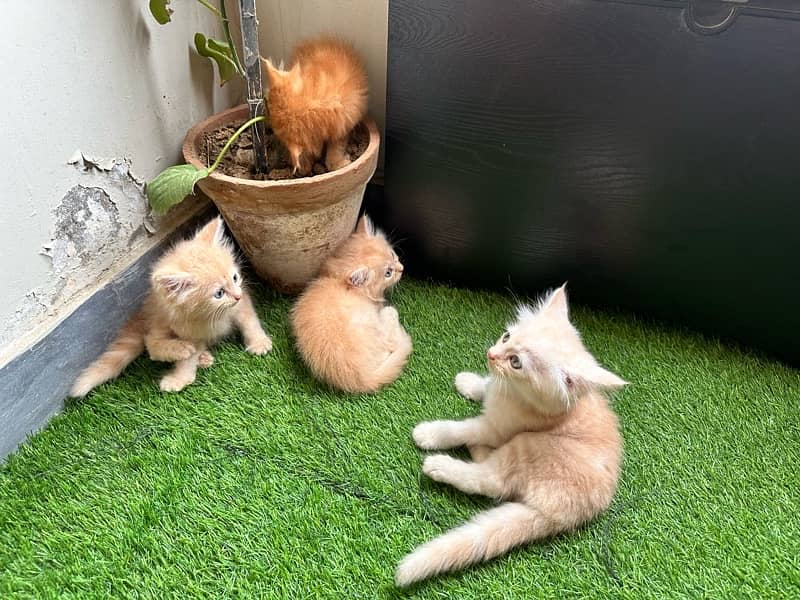 Male Persian Kittens 7