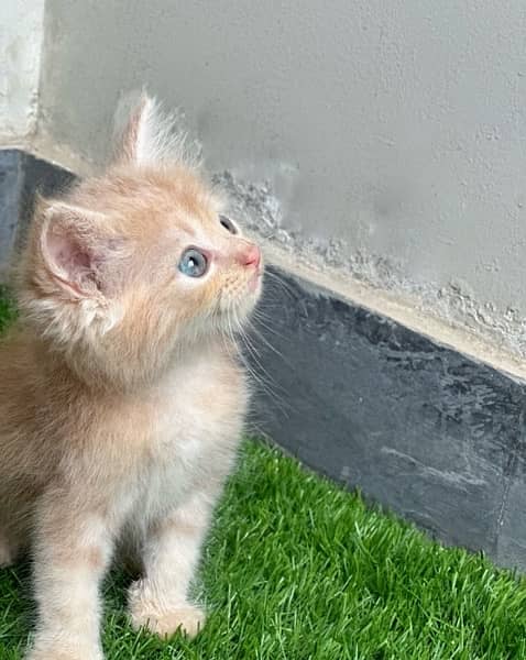 Male Persian Kittens 8