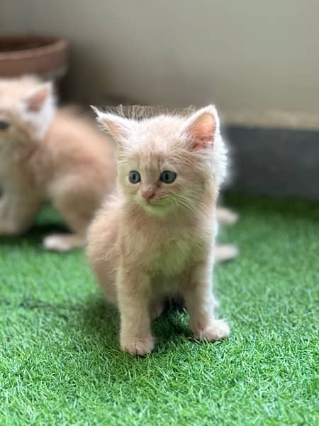 Male Persian Kittens 9