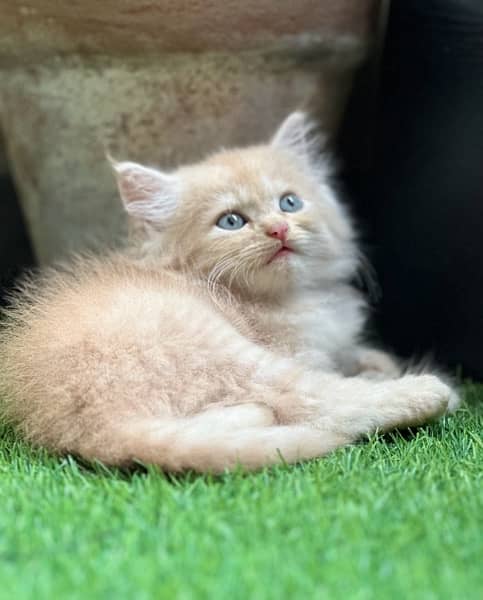 Male Persian Kittens 10