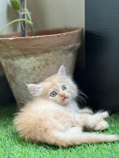 Male Persian Kittens 11