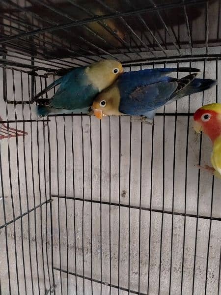 beautiful variety of love birds 2