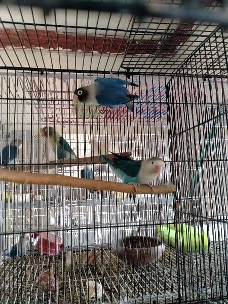 beautiful variety of love birds 3