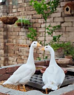 Ducks  2pc ,Heera pair , aseel chicks , brahma chick & Brahma breeder