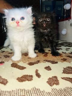 Persian kittens