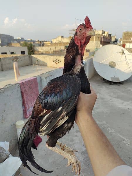 amroha x old mianwali bloodline heavy quality 1