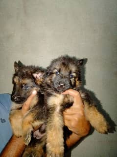 GSD Pair for sale 0